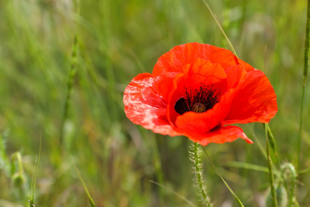 California poppy flower in a green field